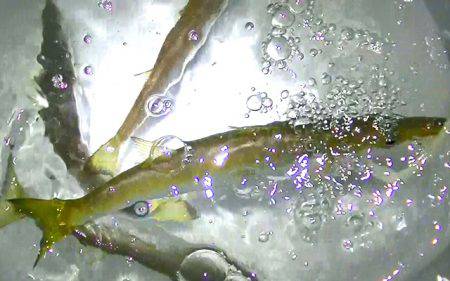 カマスの泳がせで、コウイカ、ダツ、アナゴが釣れました！